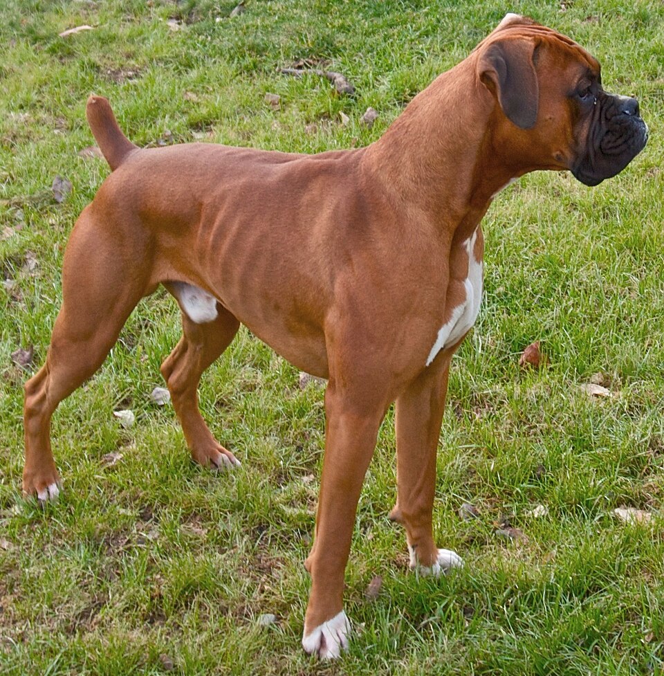 Boxer