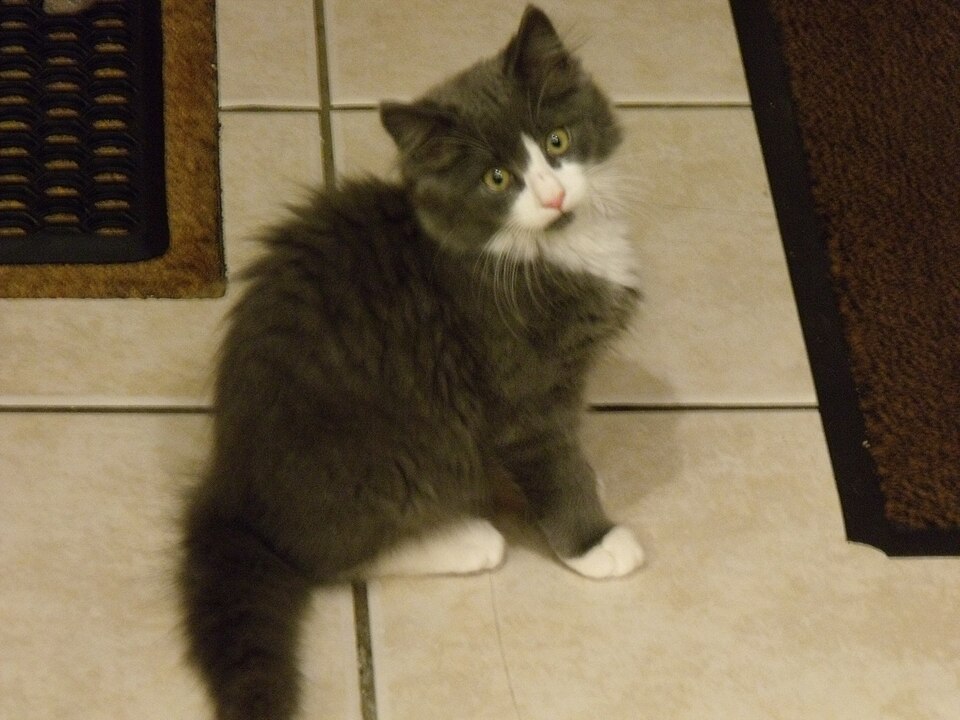 Norwegian Forest Cat