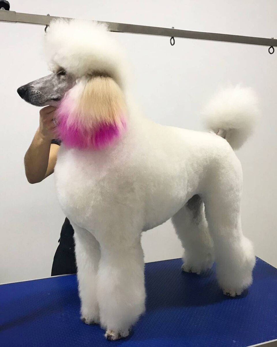 Poodle