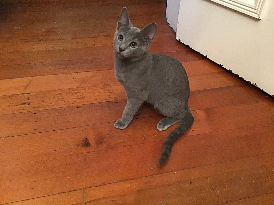 Russian Blue cat