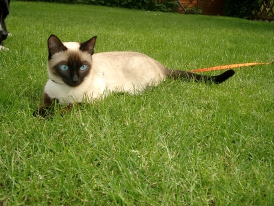 Siamese cat